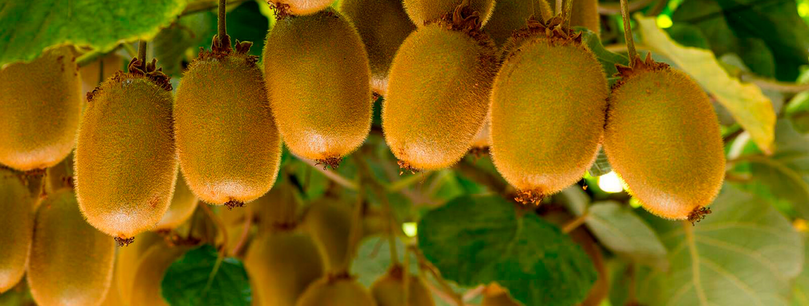 kiwis de cosecha propia